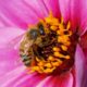 Pollen in your eyes