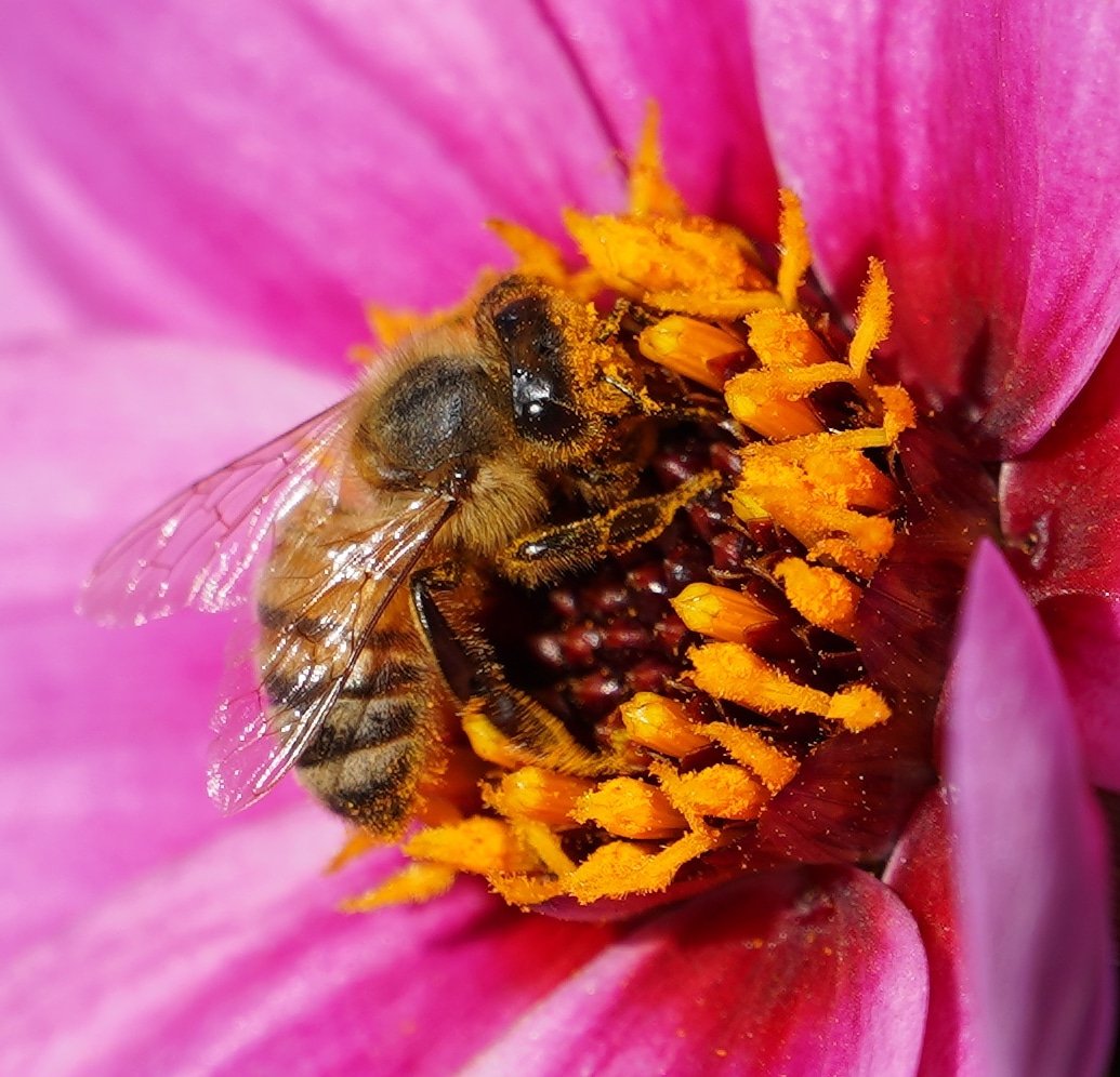 Bee on a pink flower