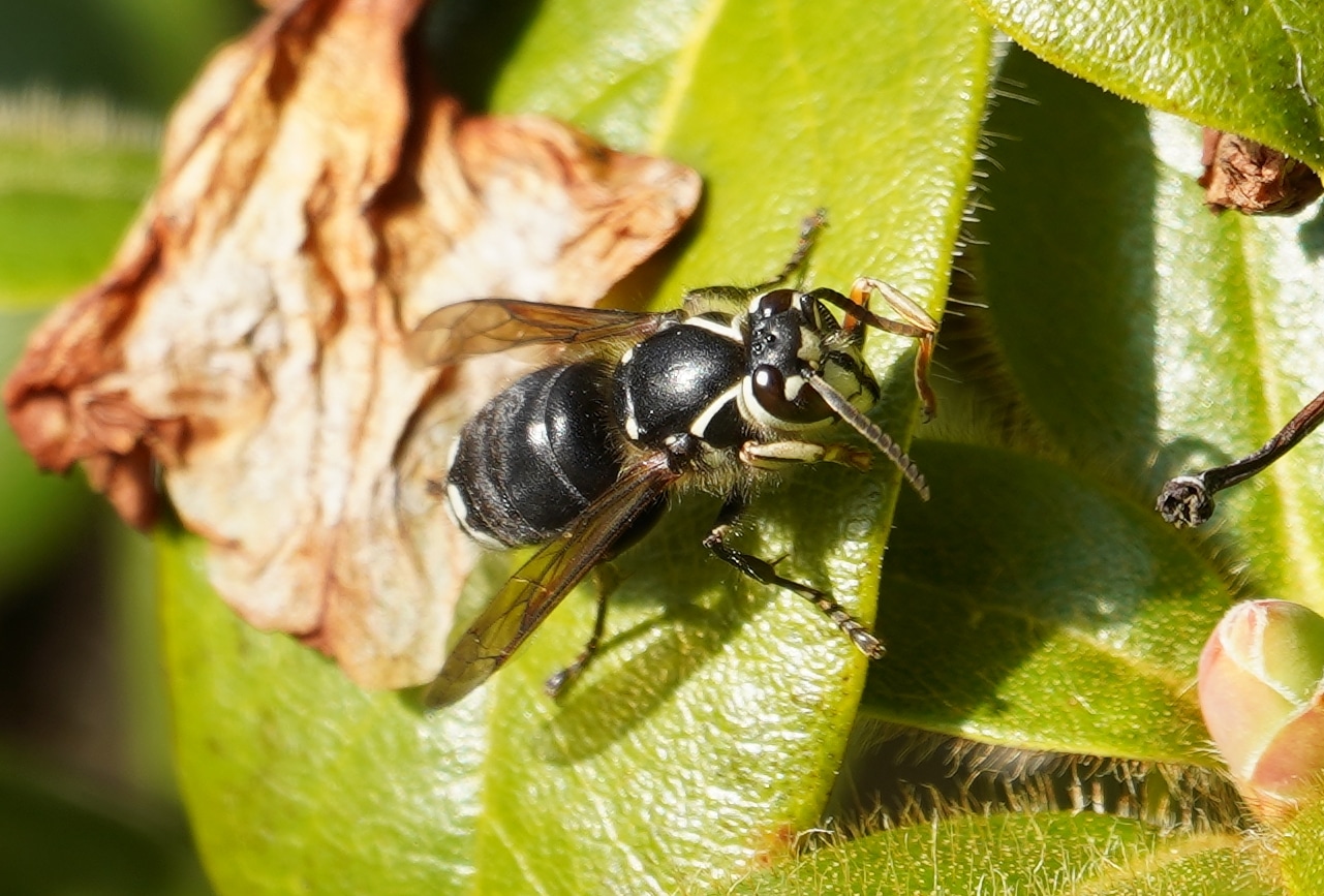 Bald hornet