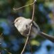 Bushtit