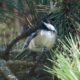Chickadee in perfect lighting