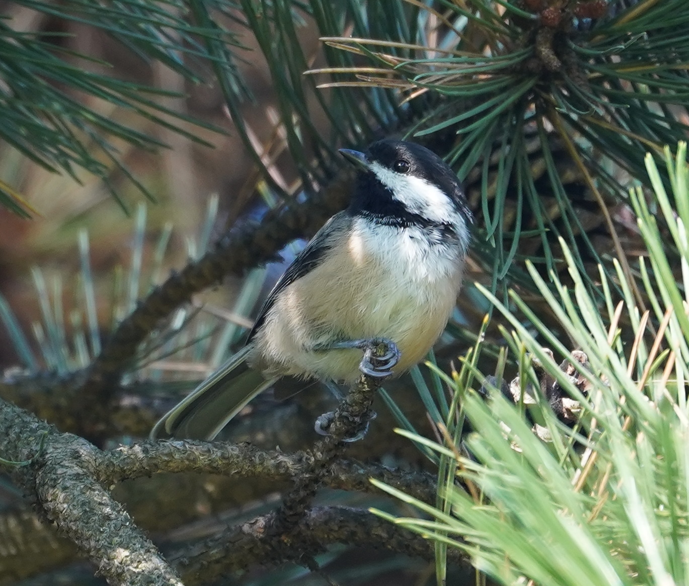 Chickadee in the shade