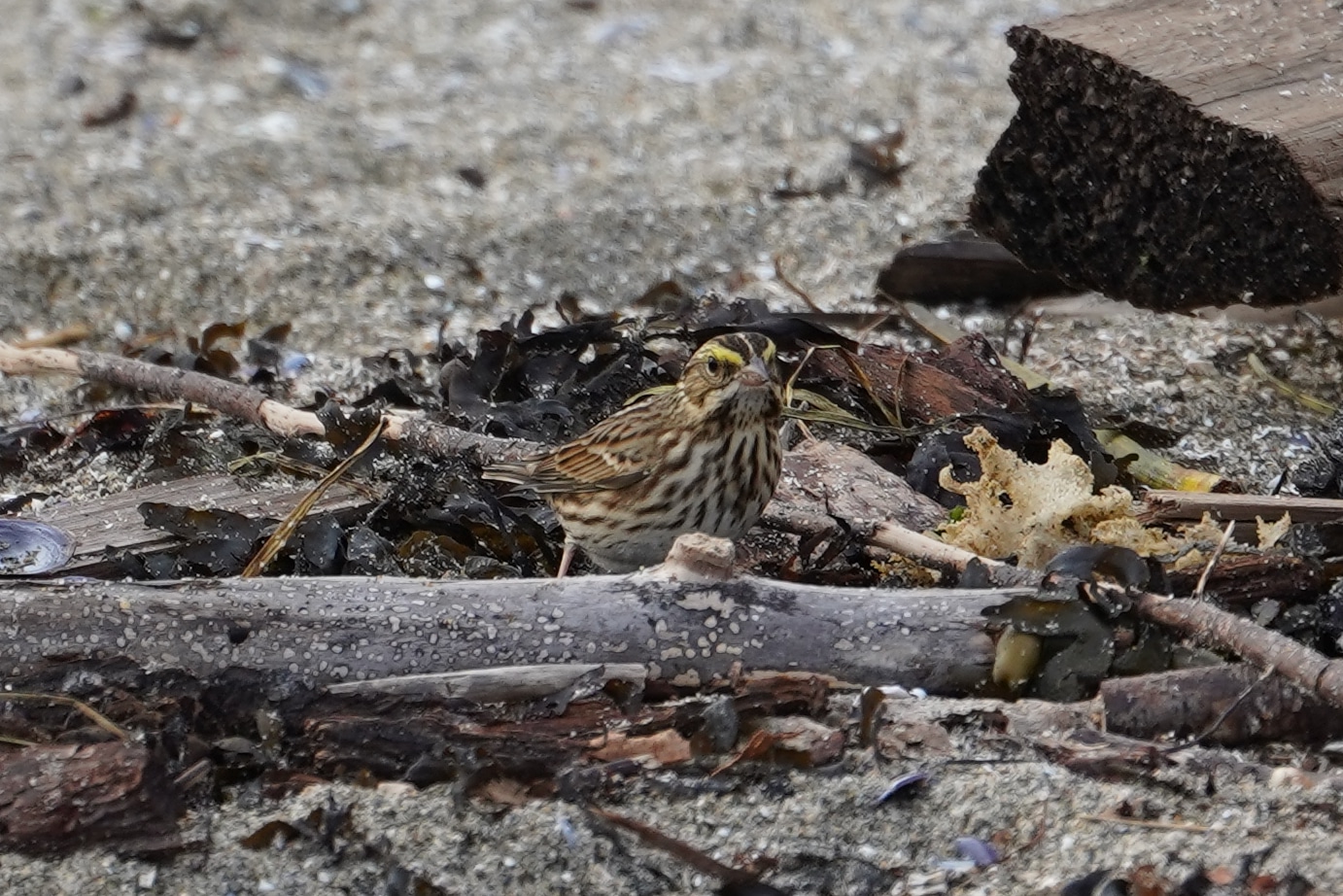 Savannah sparrow