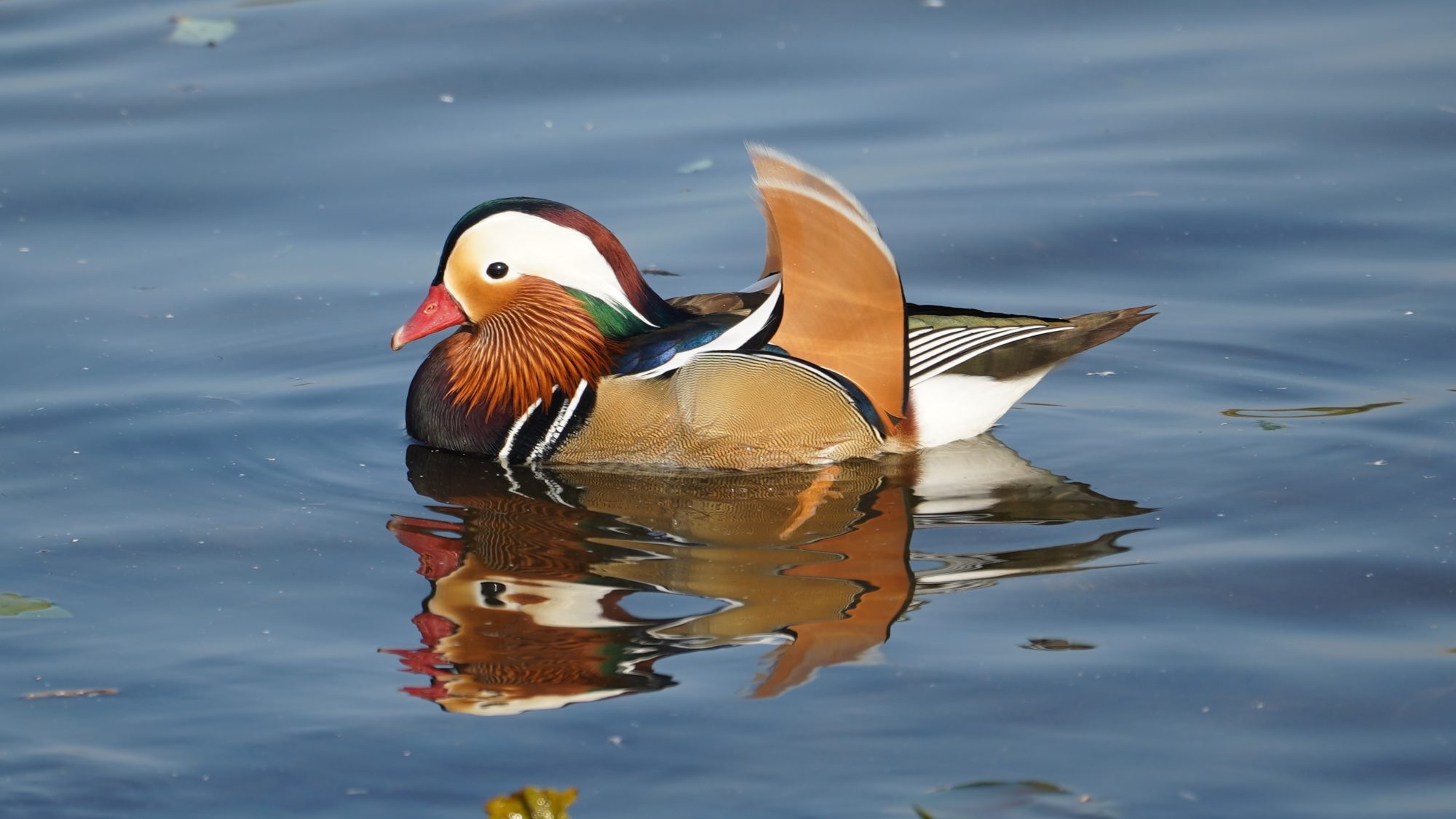 Mandarin duck