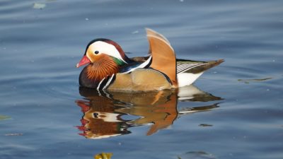 Mandarin duck