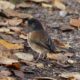 Dark-eyed junco from behind