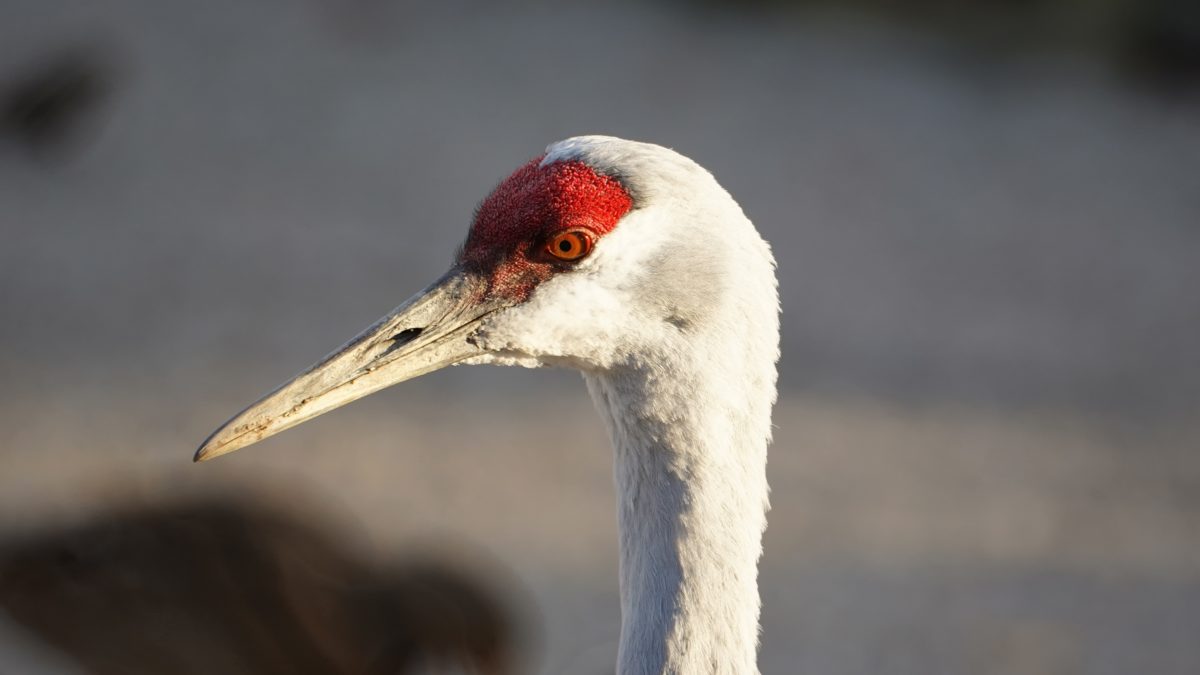Sandhill crane profile