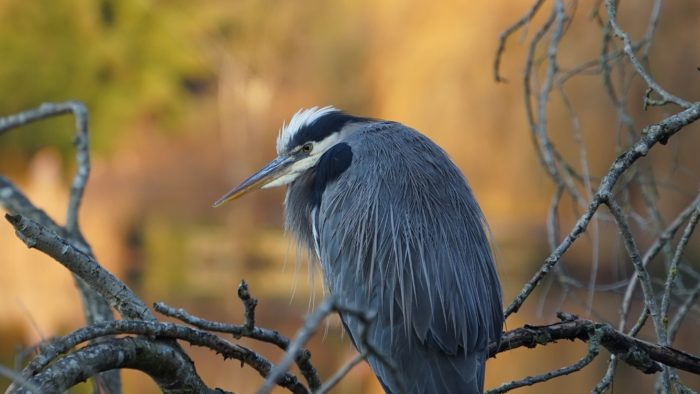 Sleepy heron