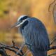 Sleepy heron