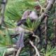 The most adorable bushtit