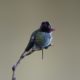 Hummingbird on seawall