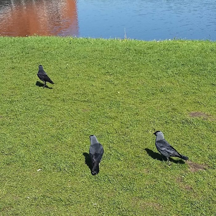 Jackdaws, dark greyish corvids