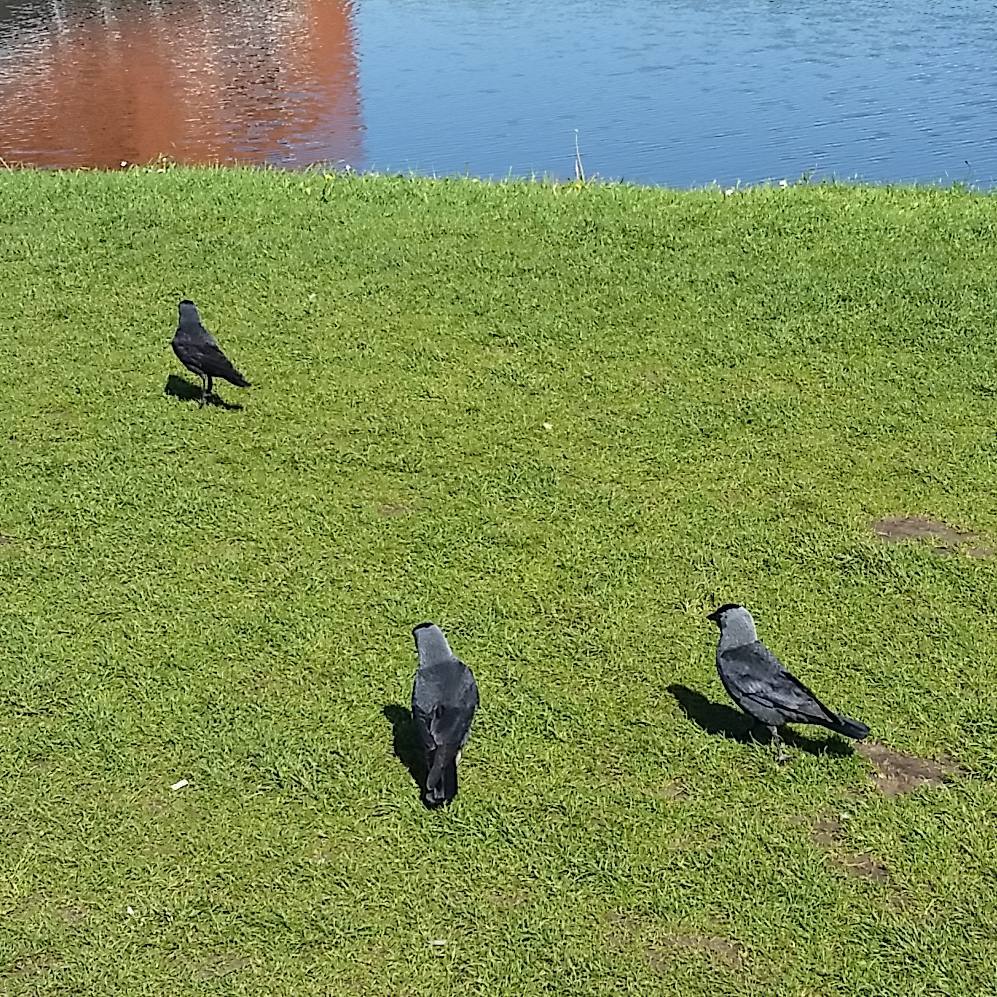 Jackdaws, dark greyish corvids