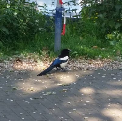 magpie