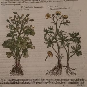 Printed annotated artwork of plants