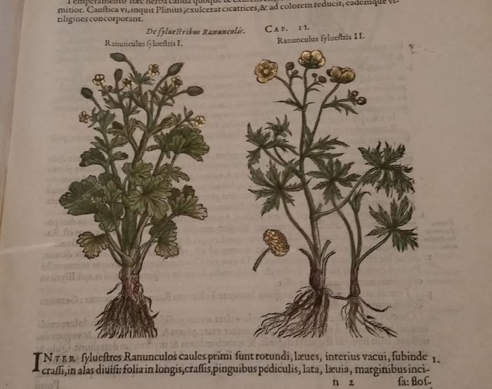 Printed annotated artwork of plants