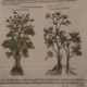 Book of plants