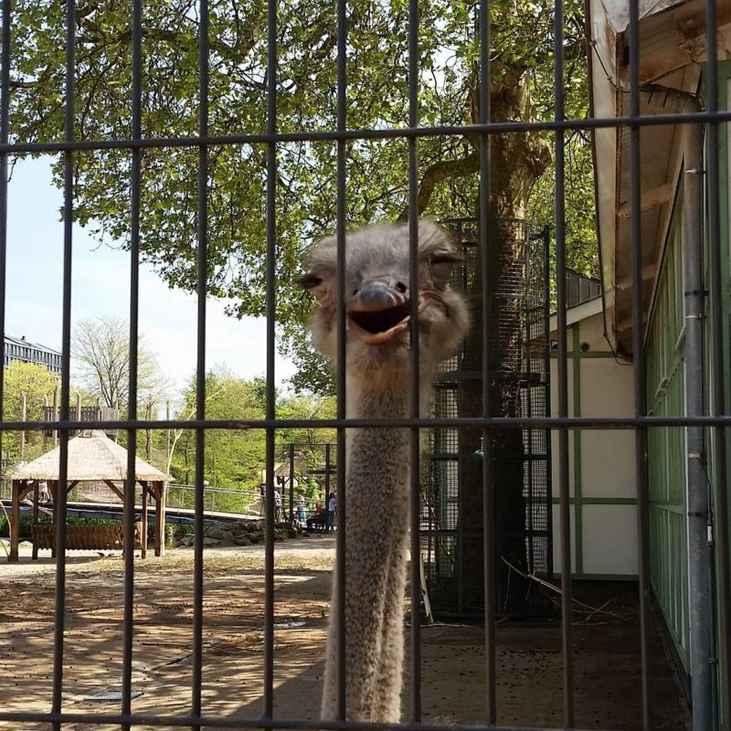 Ostrich behind bars