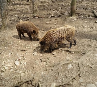 Two wild boars