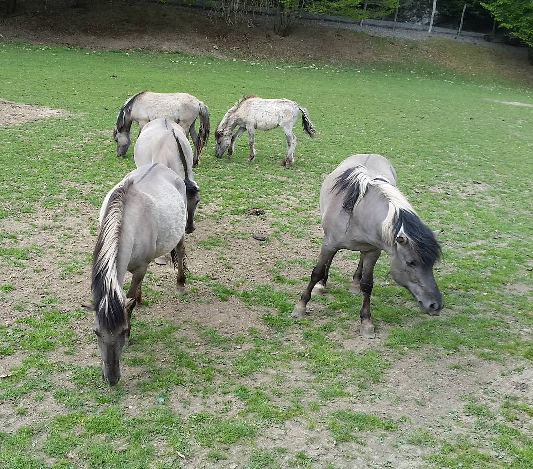 Tarpans, slender grey and black horses