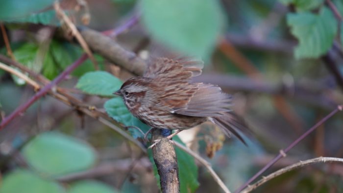 Song sparrow taking off