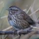 Song sparrow