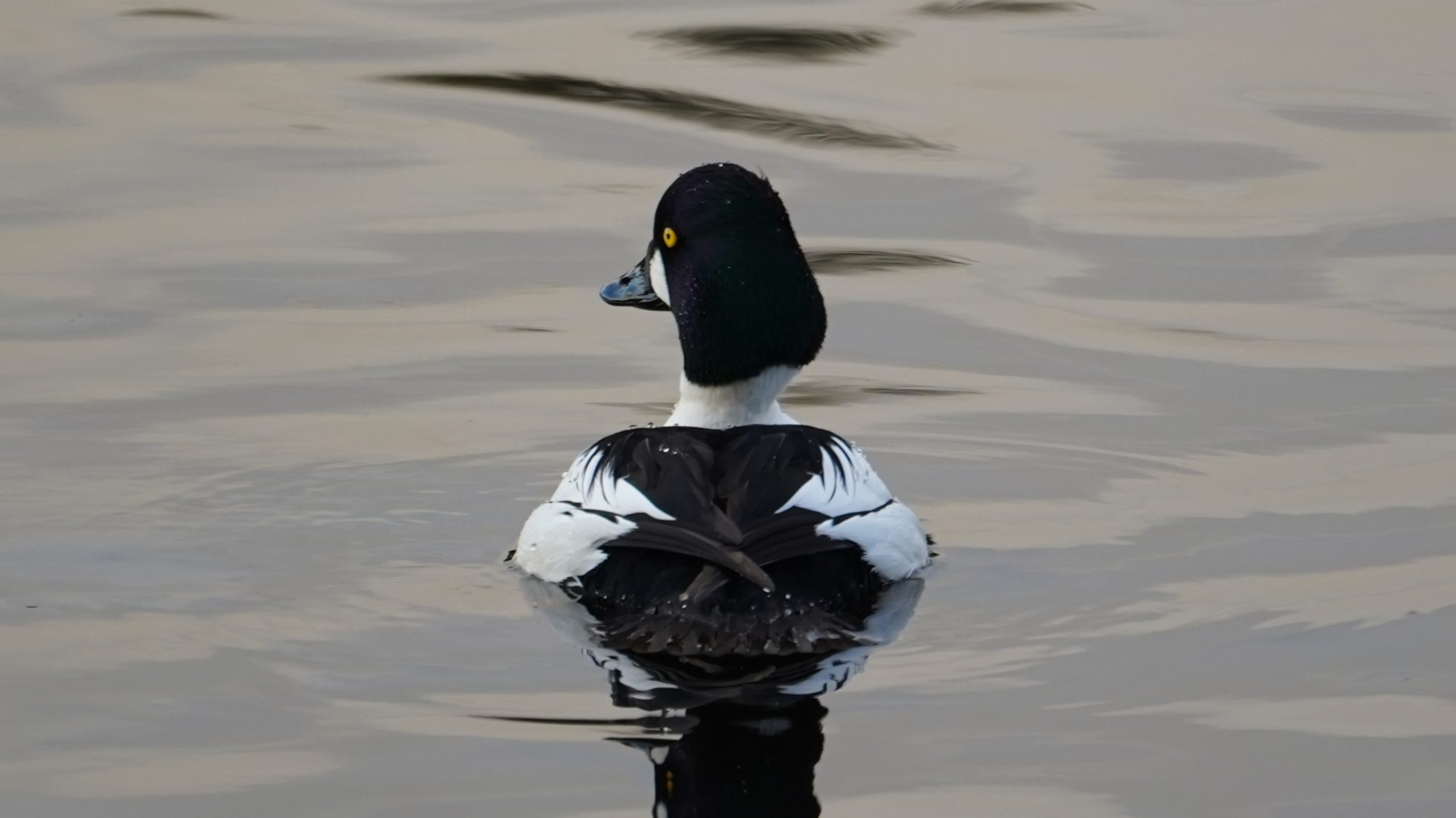 Common goldeneye