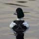 A common goldeneye in Lost Lagoon