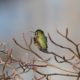 Shiny little hummingbird
