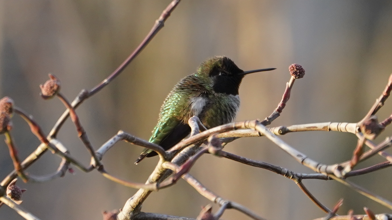 Anna's hummingbird in a tree