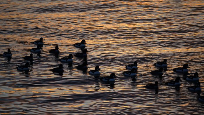 Barrow's goldeneyes