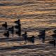 Goldeneyes on golden waves
