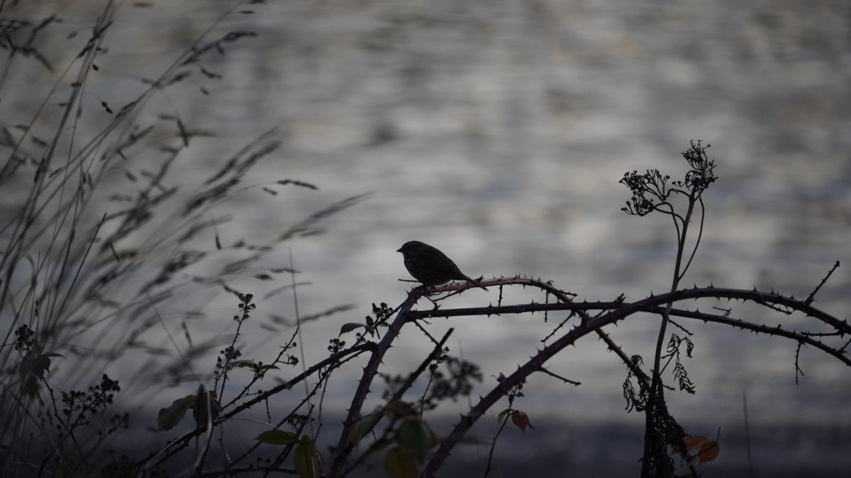 Song sparrow silhouette