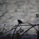 Gothic song sparrow