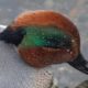Green-winged teal, close up