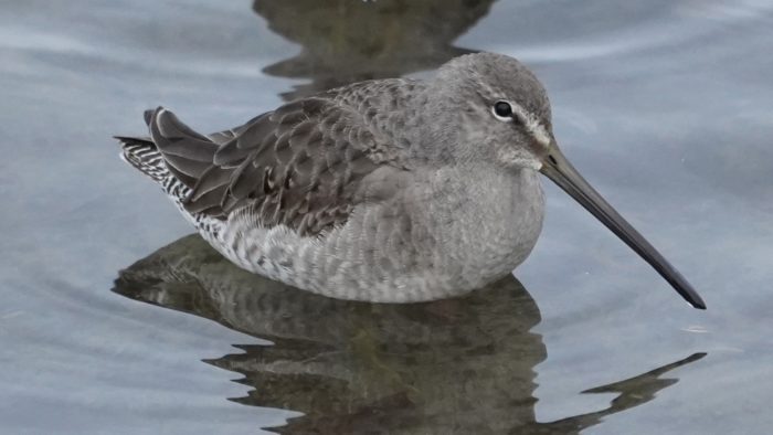 Long-billed dowitcher