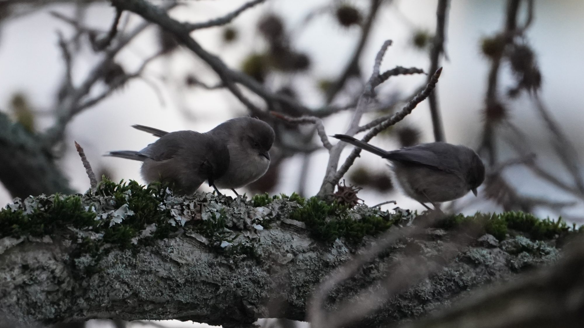 three bushtits