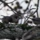 Busy little bushtits