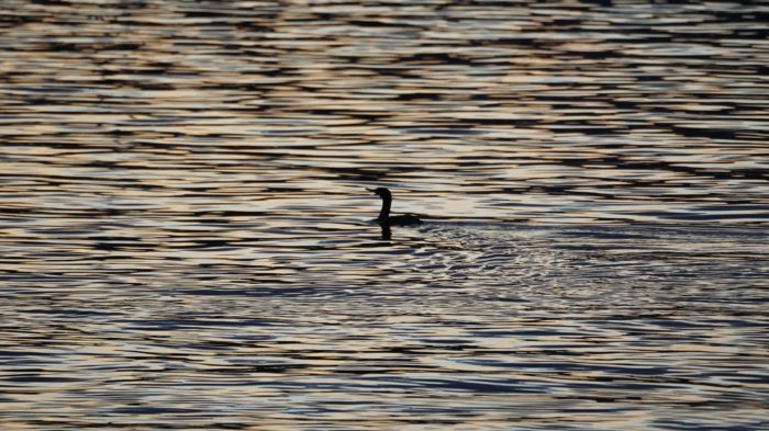 Cormorant at sunset