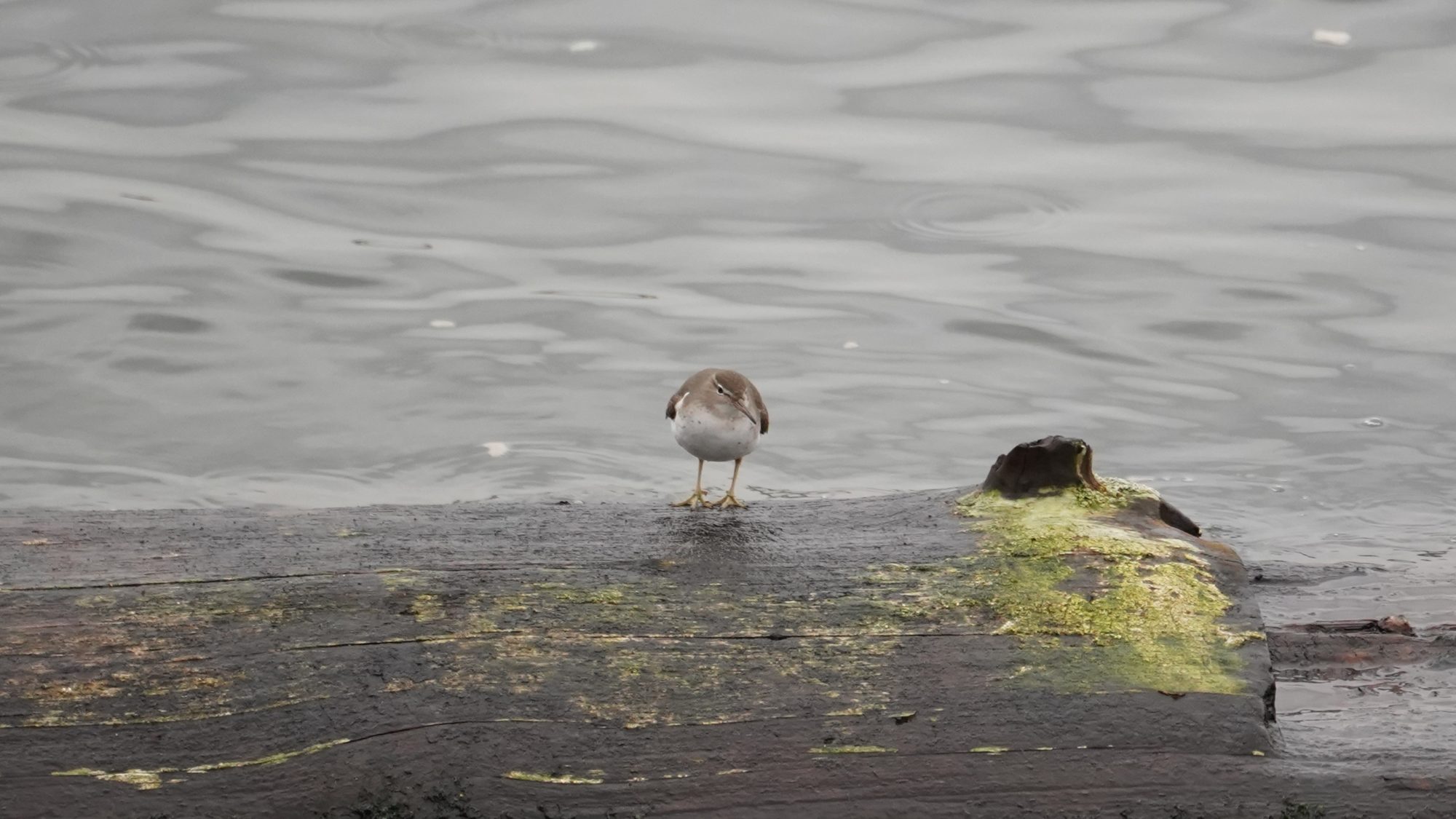 Spotted sandpiper