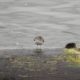Spotted sandpiper