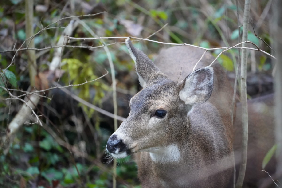 Deer