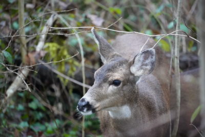 Deer