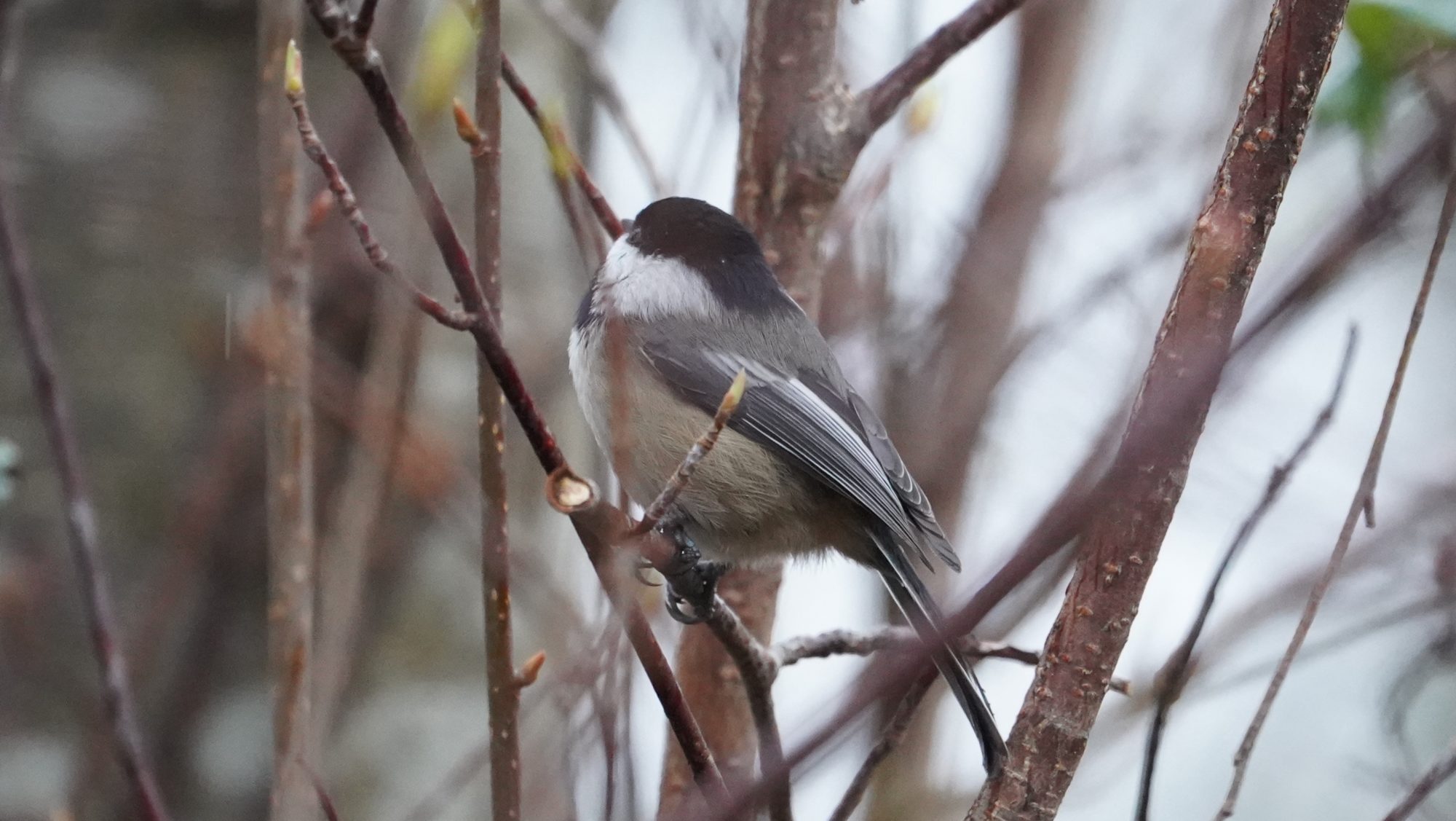 Chickadee