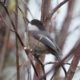 Chickadee in the rain