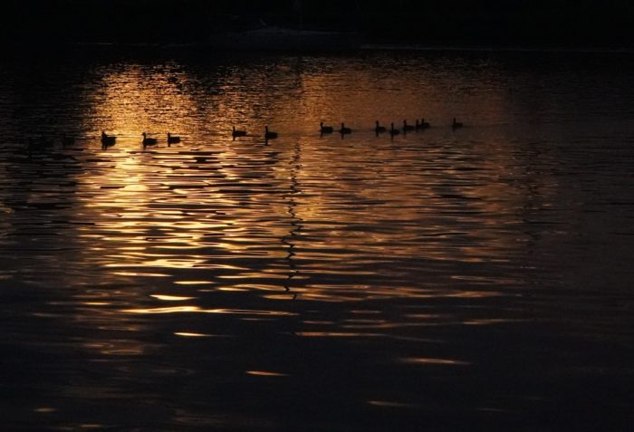Geese and gold