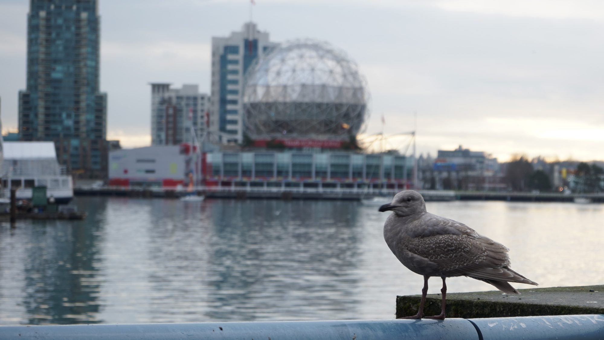 Science World and seagull