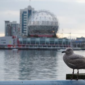 Science World and seagull