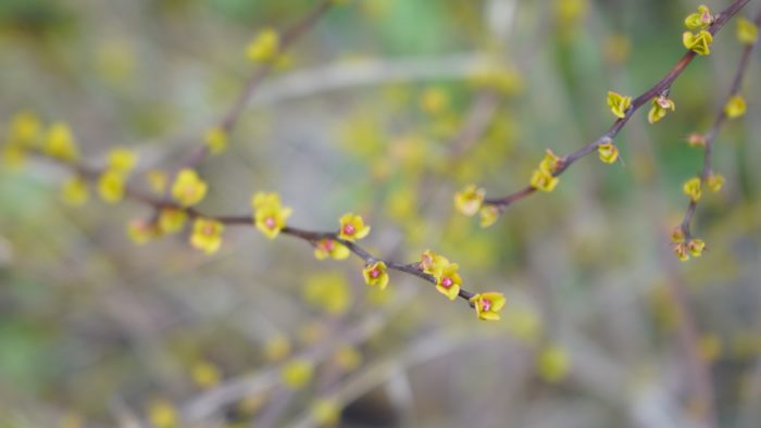 Little flowers