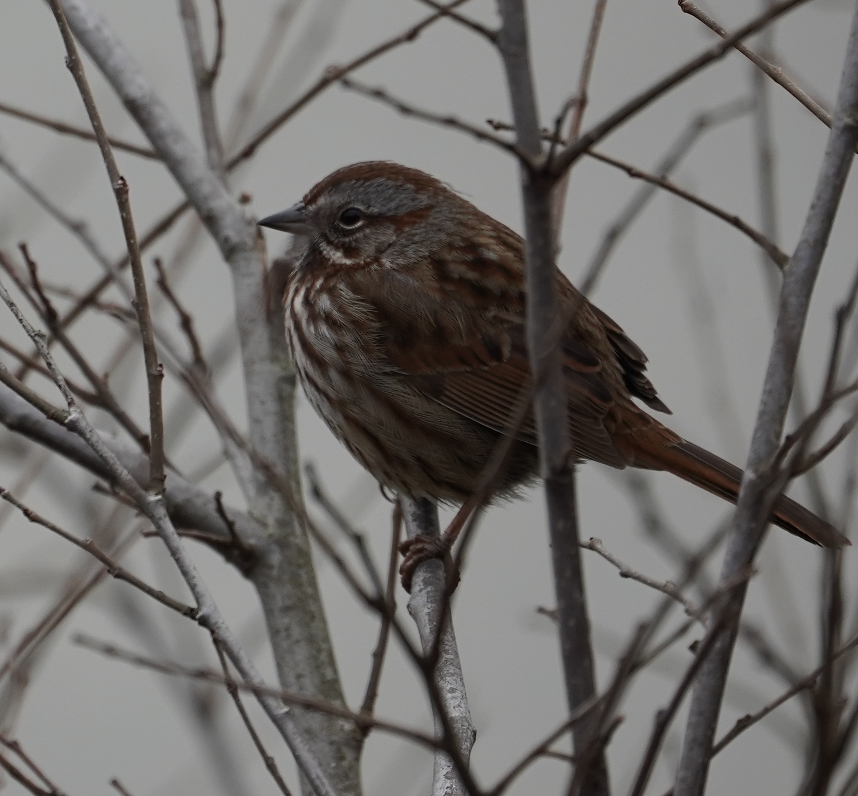 Song sparrow in branches